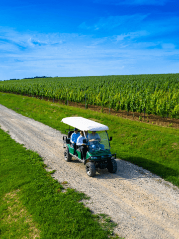 Tours of vineyards on electric golf cars