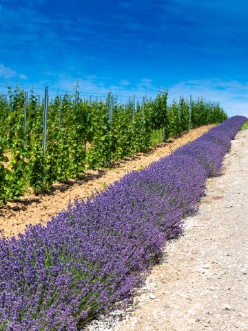 Self-picking lavender