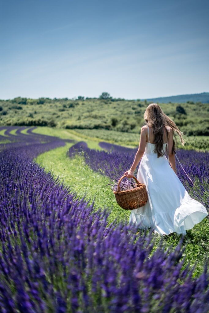 levandula farna 24 16